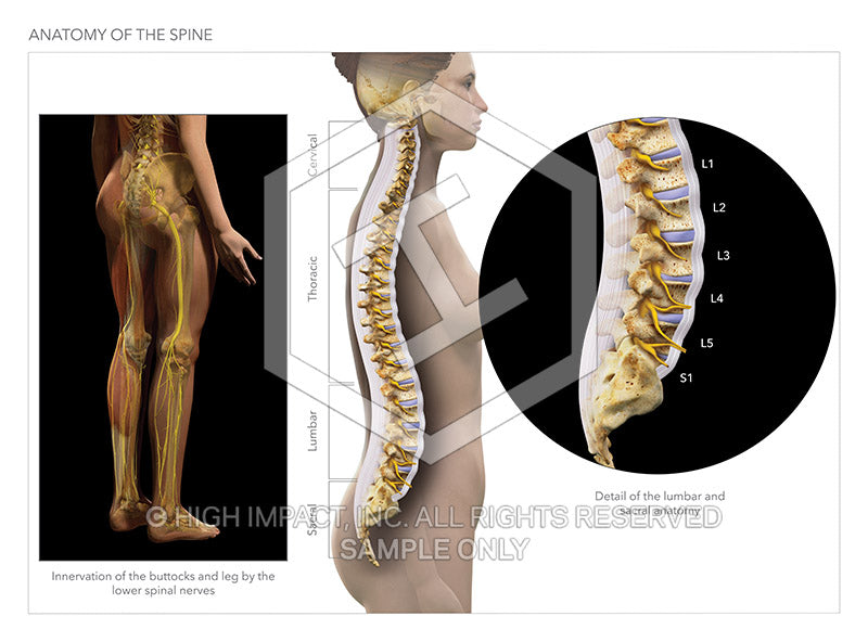 Normal anatomy of the lumbar spine