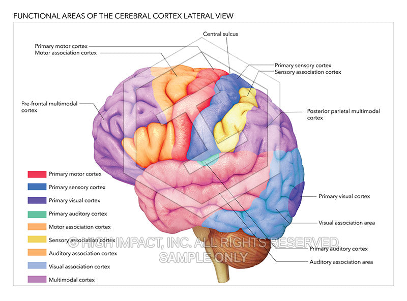 brain posterior view