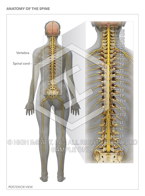 Image 11921_im02: Anatomy of the Spine Illustration